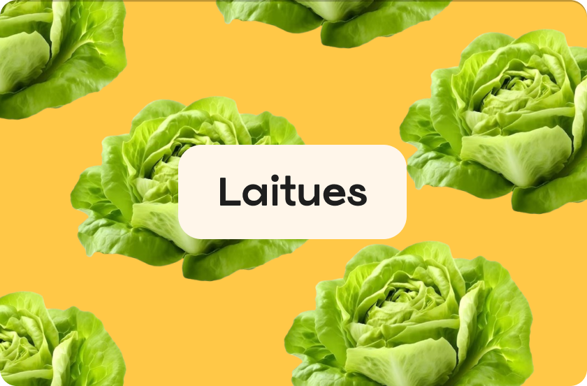 Laitues