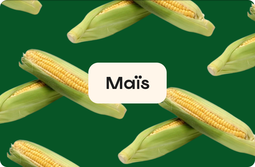 Maïs